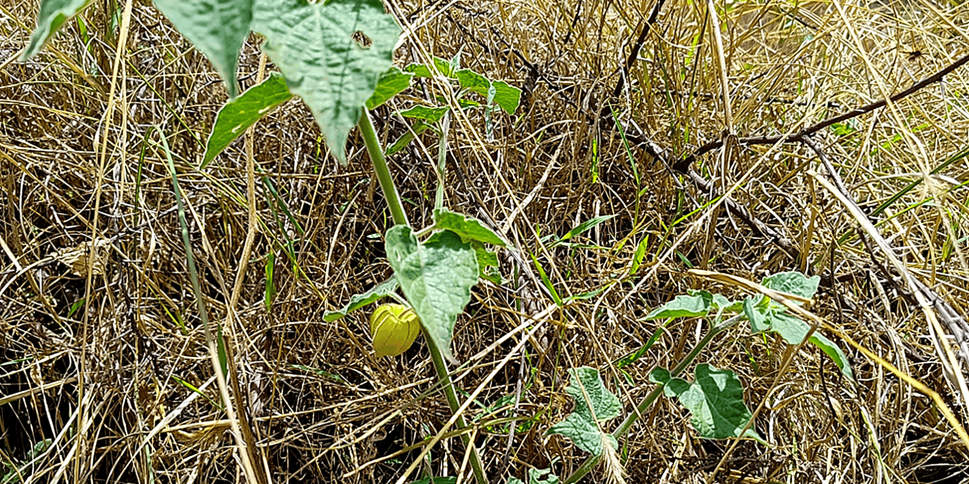 From restoration to nutrition Exploring edible plant diversity in Ethiopia’s Green Legacy Initiative sites