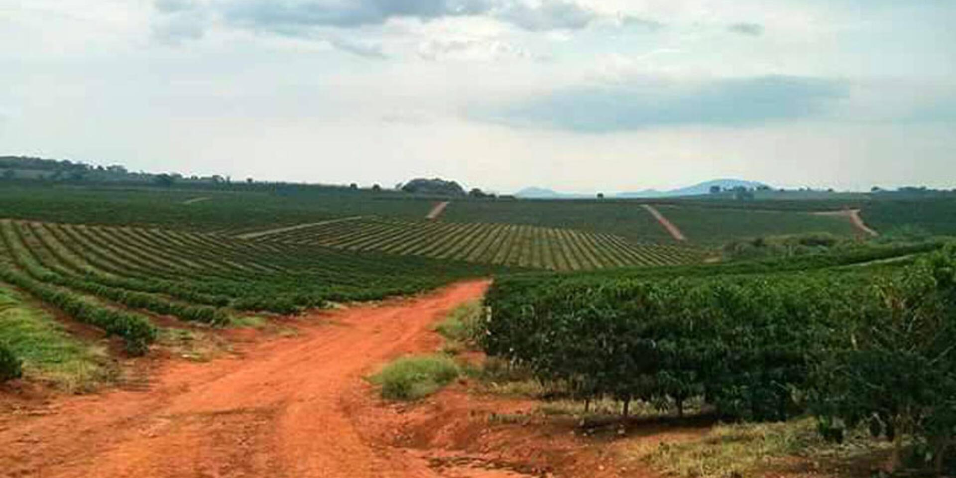 Testing Fair Trade for All in Brazil