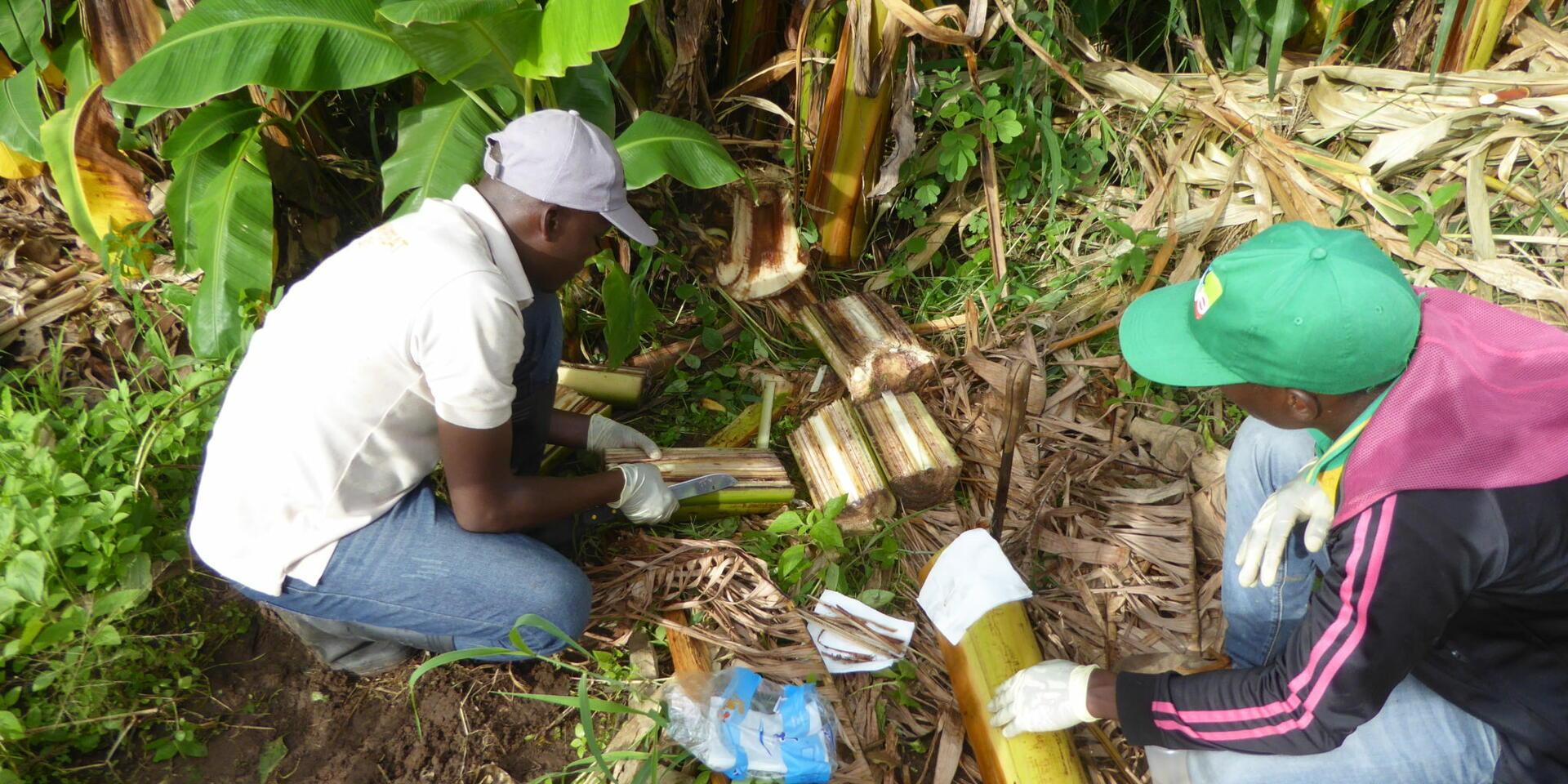 Fusarium sample Taking &ndash; Mozambique. Photo credit: Guy Blomme/Alliance