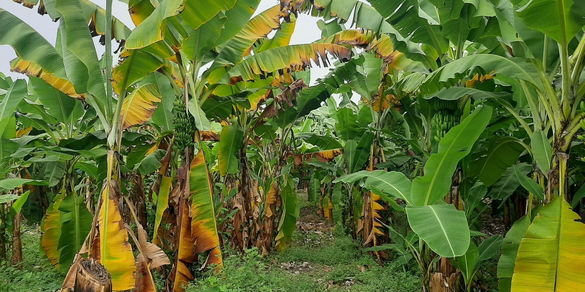 Fusarium wilt of banana - Alliance Bioversity International and CIAT