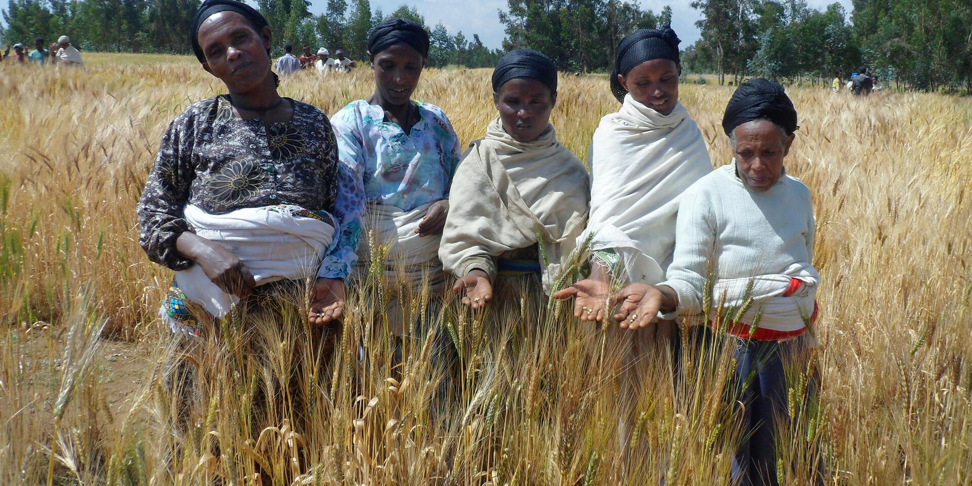 Gender in Crop Improvement and Technology Development - Alliance Bioversity International - CIAT