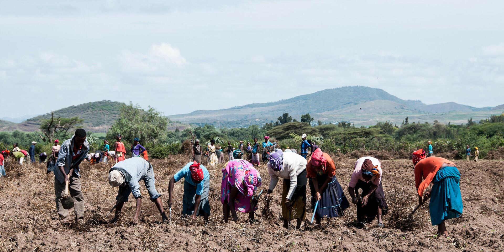 Gender in Restoration, On-farm Crop Management and Agroecology - Alliance Bioversity International - CIAT