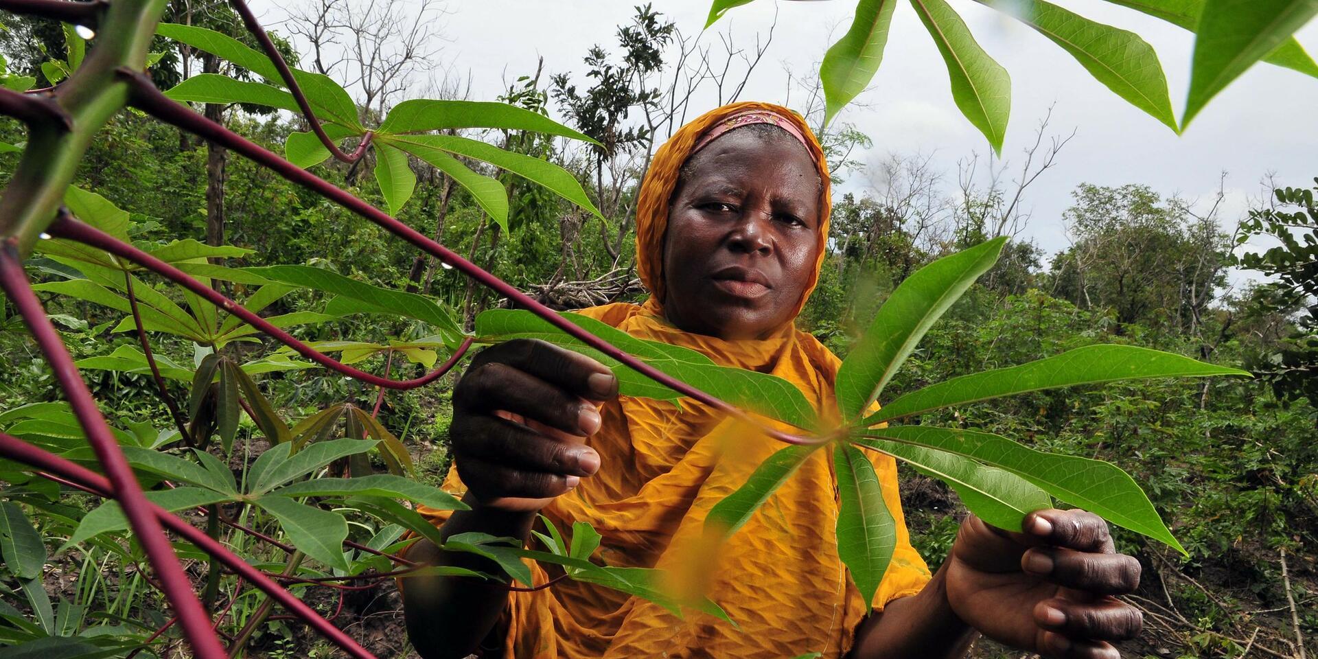 Ghana - Alliance Bioversity International - CIAT