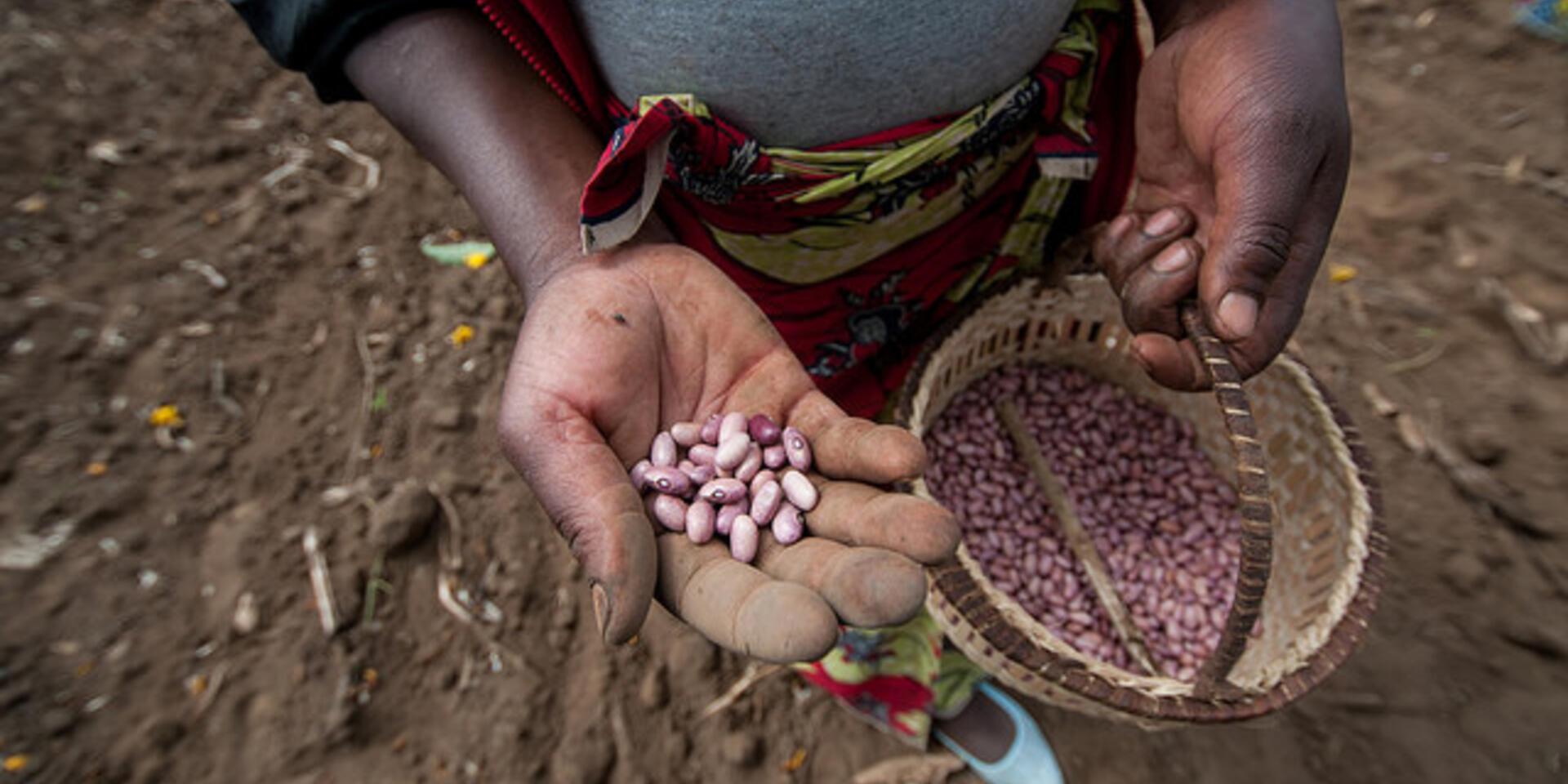 Smart beans help farmers cope with global warming &ndash; CIAT on Deutsche Welle