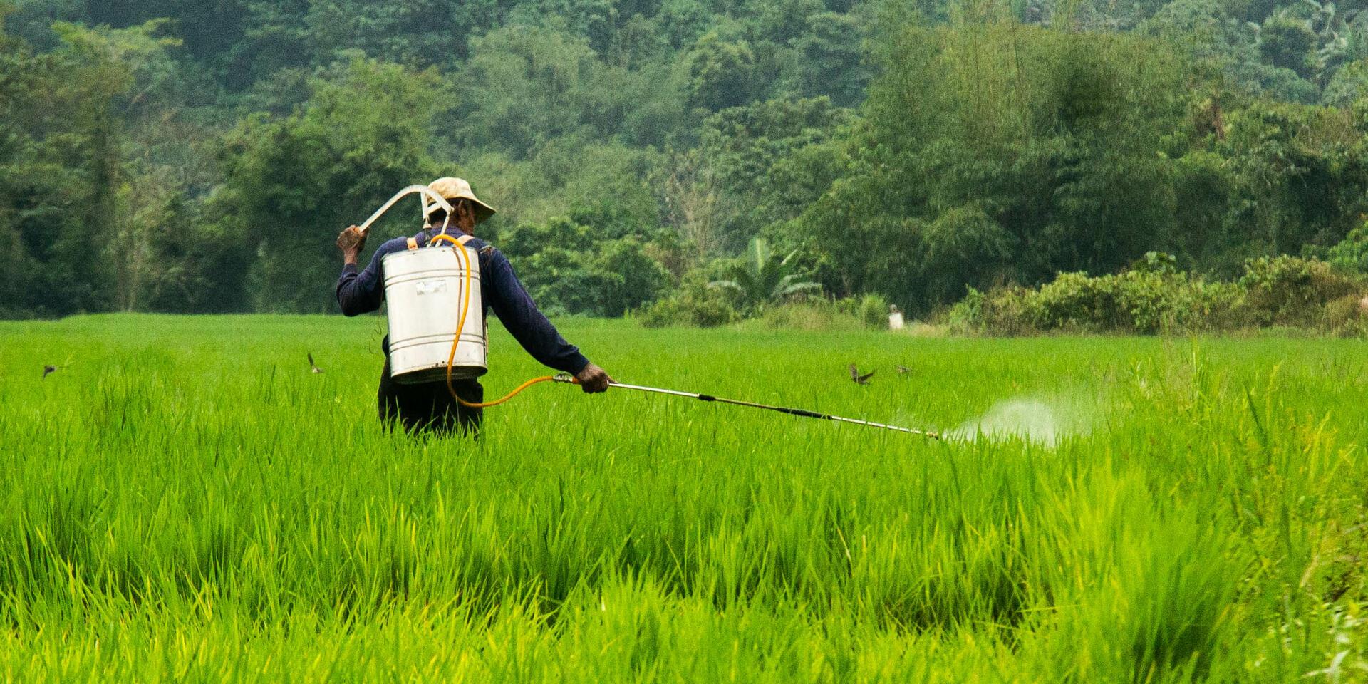 Heat-proofing the Philippines&rsquo;s agri-food sector in the face of threatening Super El Ni&ntilde;o