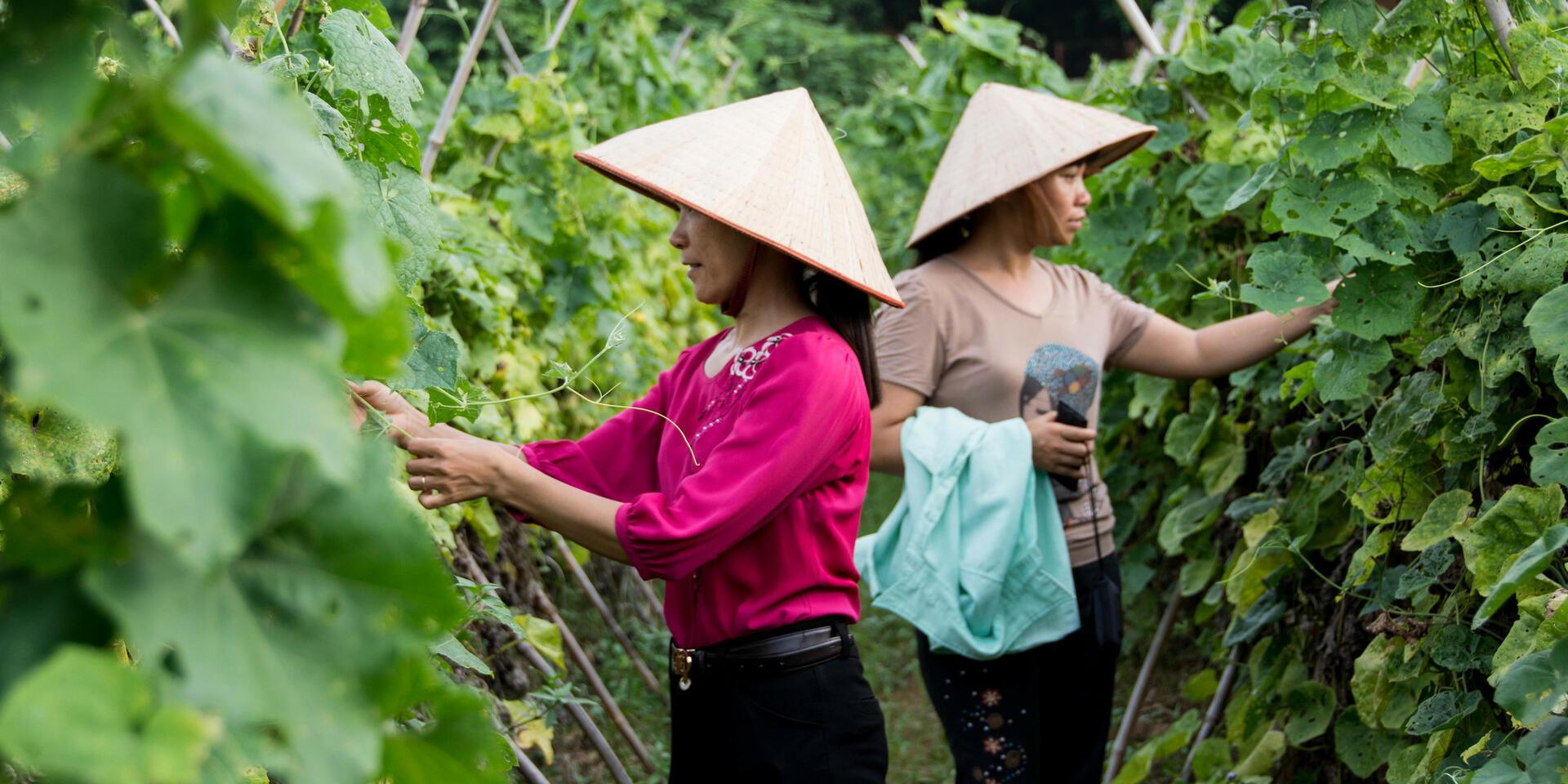 How can we measure if our actions are increasing gender equality? - Insights from a scoping review into gender-responsive monitoring approaches for agrifood stakeholders - Alliance Bioversity International - CIAT