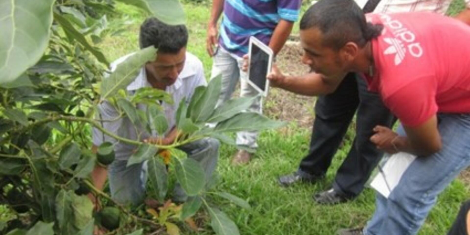 New article on data sharing and use of ICTs in agriculture: working with small farmer groups in Colombia