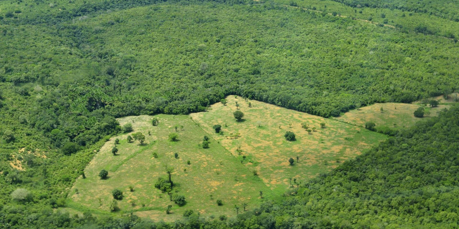 CIAT leads &euro;5.2 million project for forest conservation, climate protection and peace in Colombia