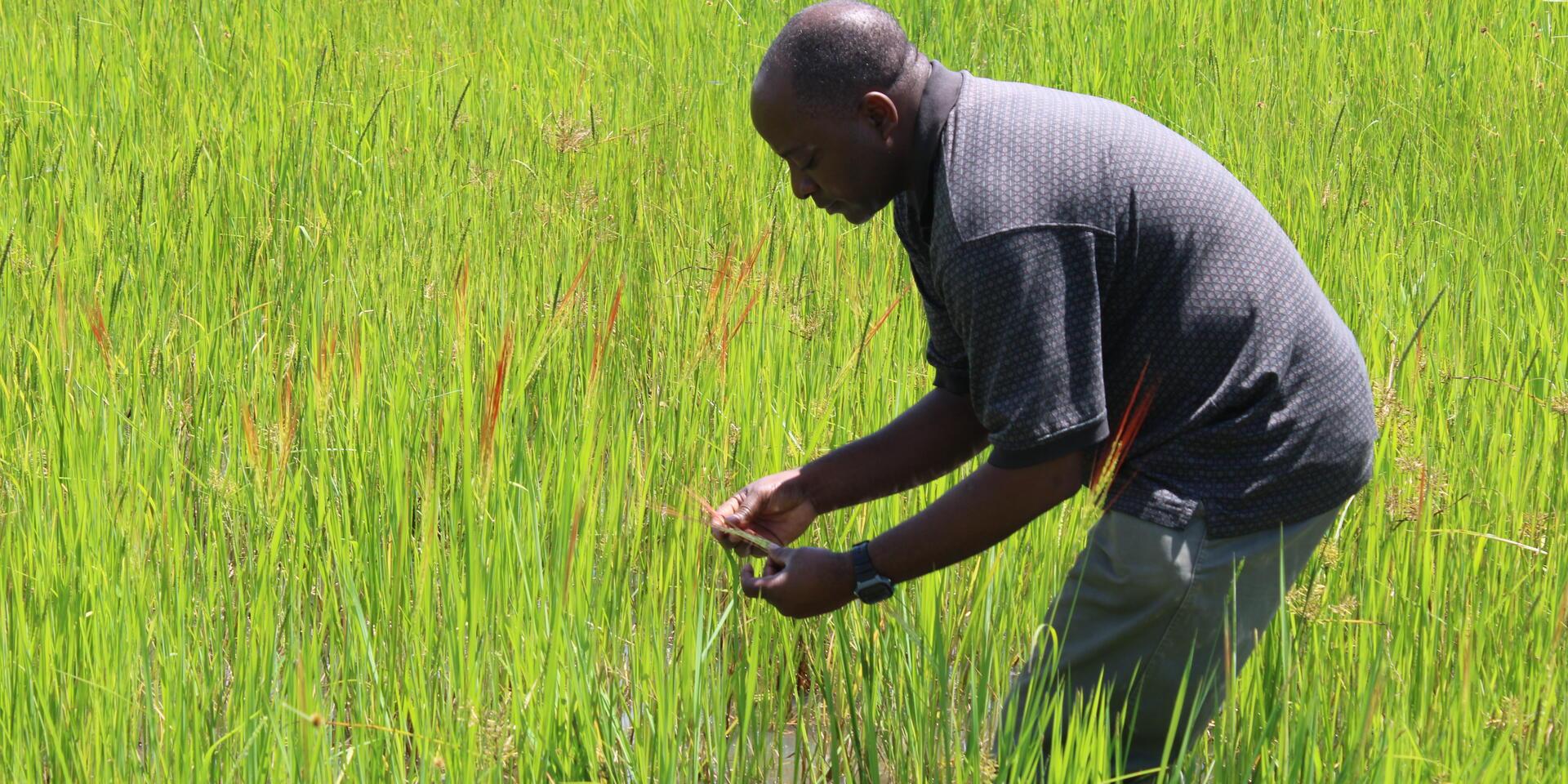 Oryza spp. in Kafue National Park, Zambia &copy;ZARI