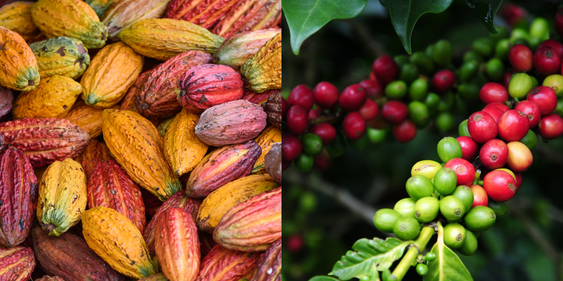 Improving cacao and coffee systems through innovations and partnerships