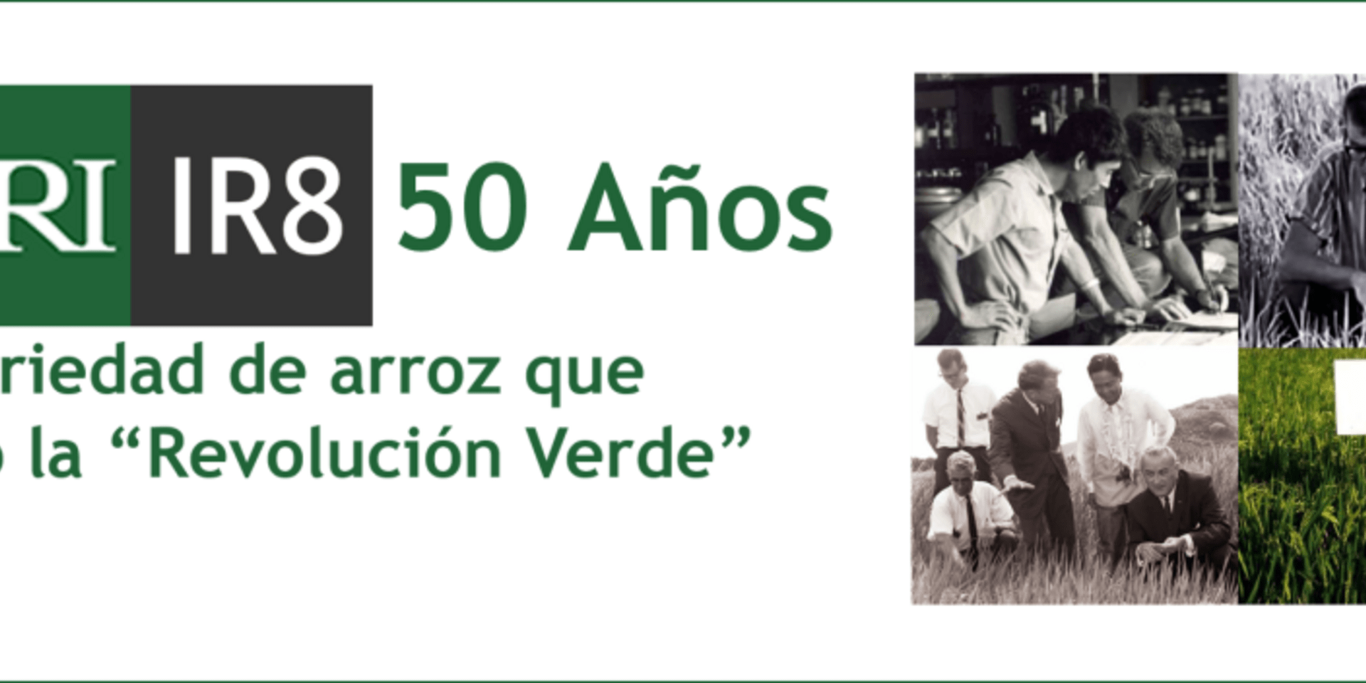 IR8: La variedad de arroz que inici&oacute; la "Revoluci&oacute;n Verde"