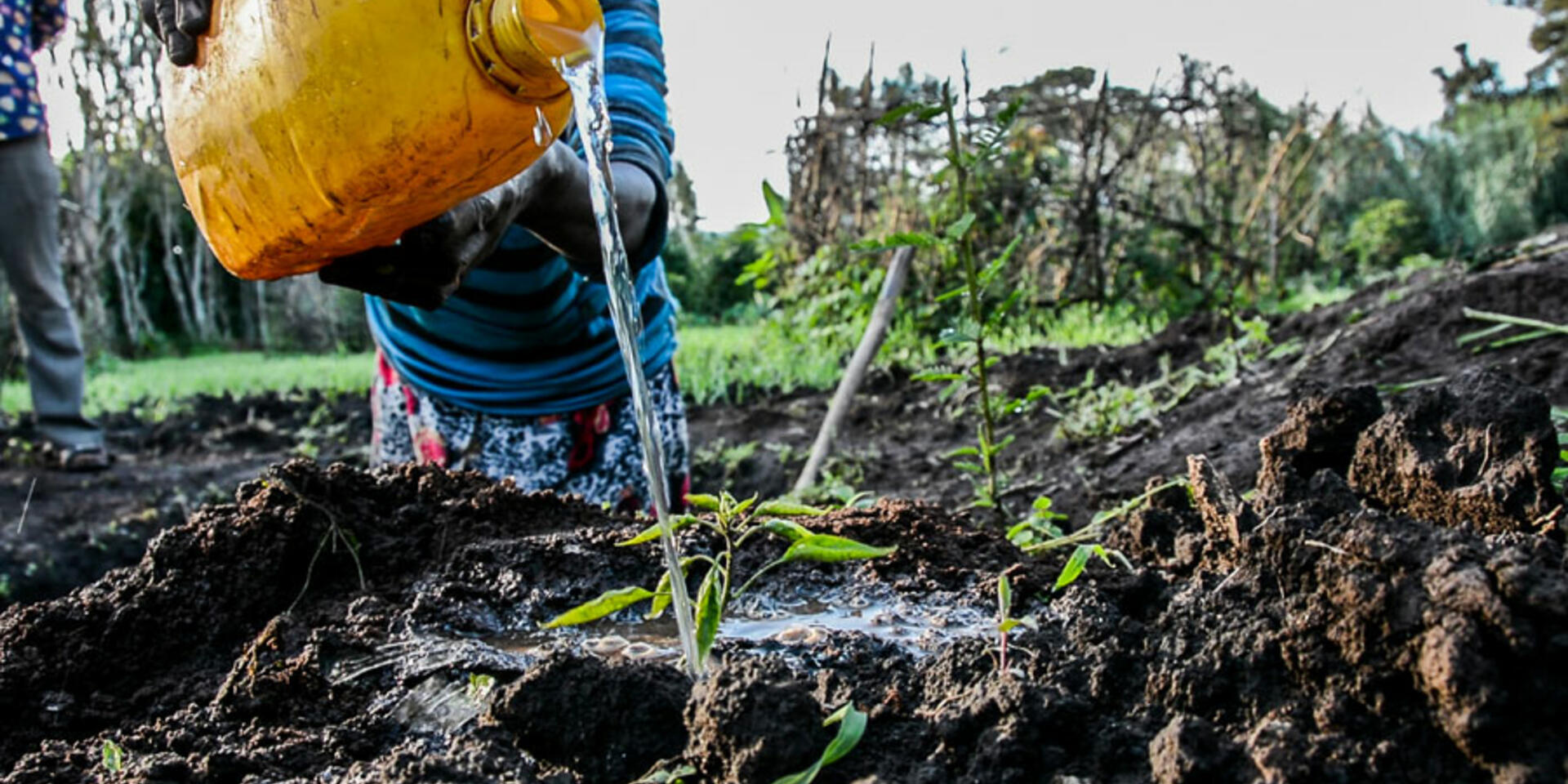 Soil Organic Carbon and the 4&permil; Initiative: Soils for food security and climate