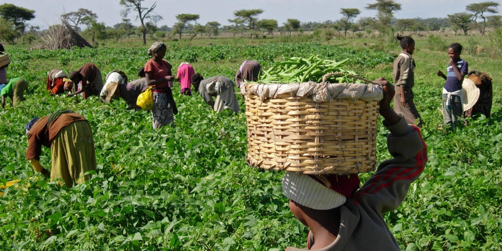 Harvesting beans