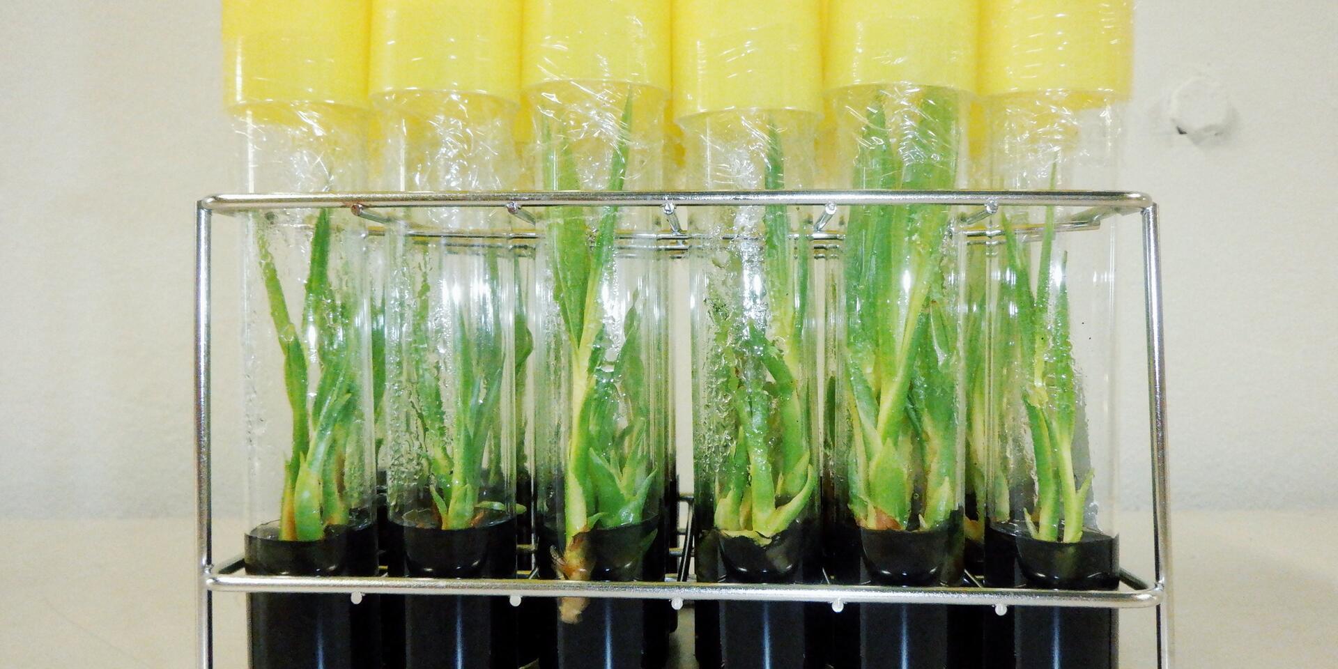 Coconut cloning breakthrough will safeguard genetic diversity