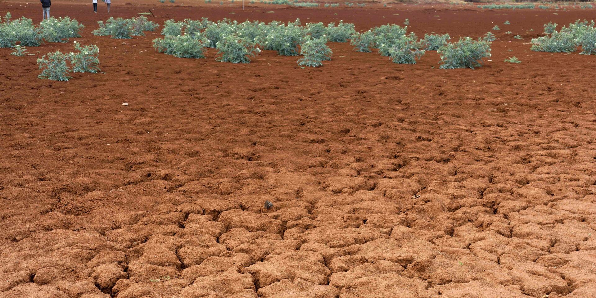 La Niña: What it is, causes, effects & how it differs from El Niño