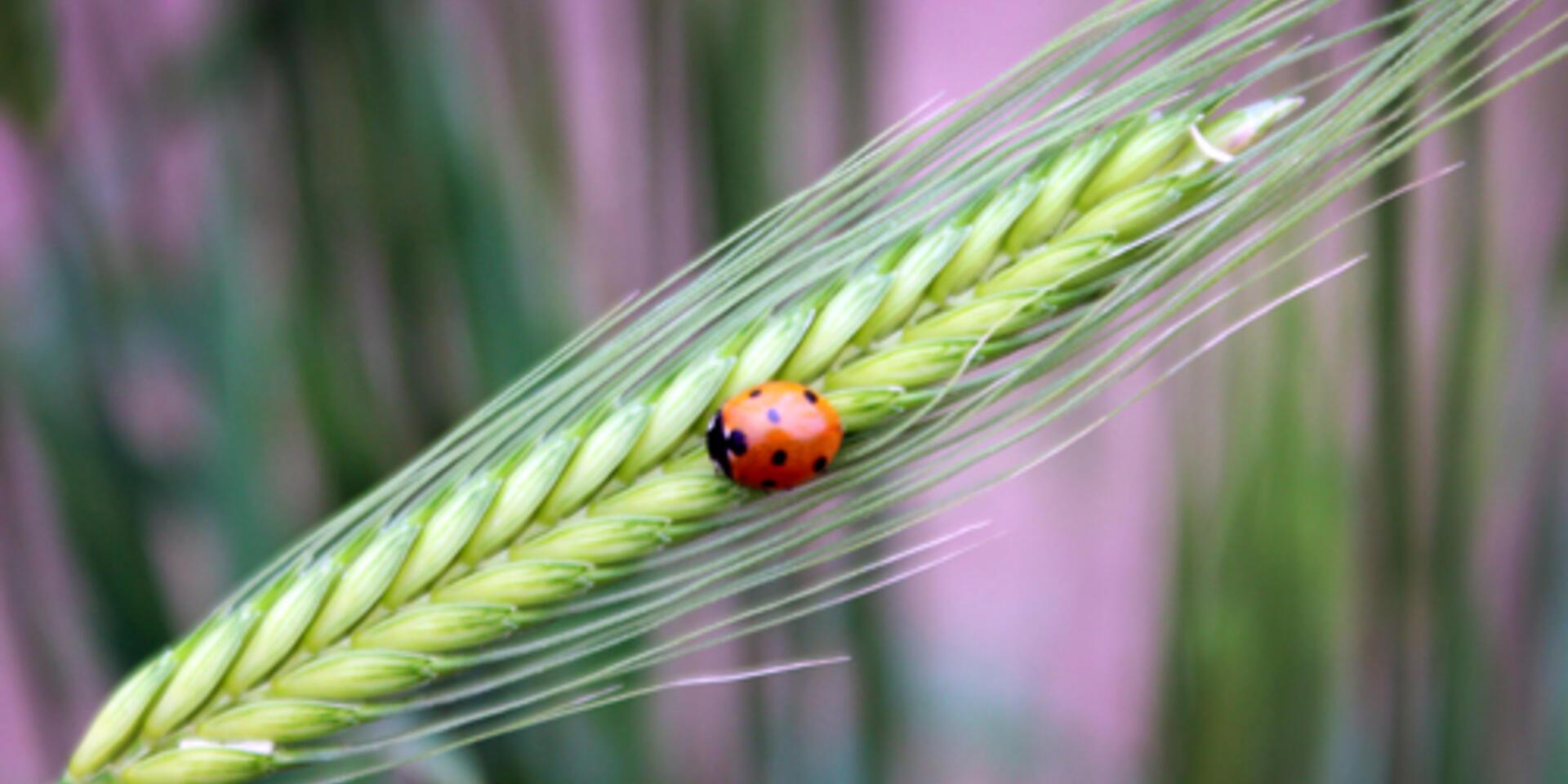 IPBES to assess biodiversity and ecosystem services of the world's regions