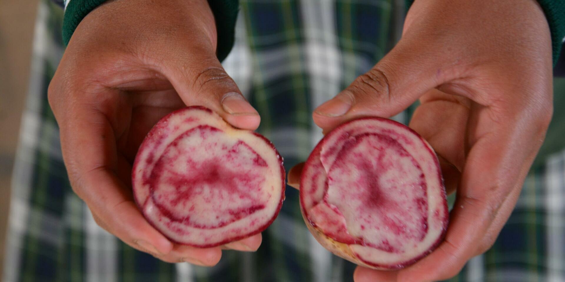 Local Seeds, Global Gains - everybody benefits from agrobiodiversity exchanges