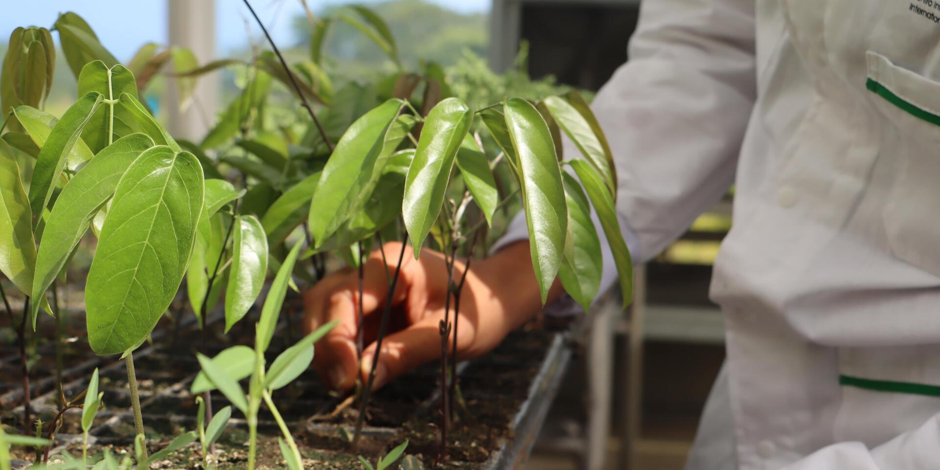 Low-Methane Forages (LMF) - Alliance Bioversity International - CIAT