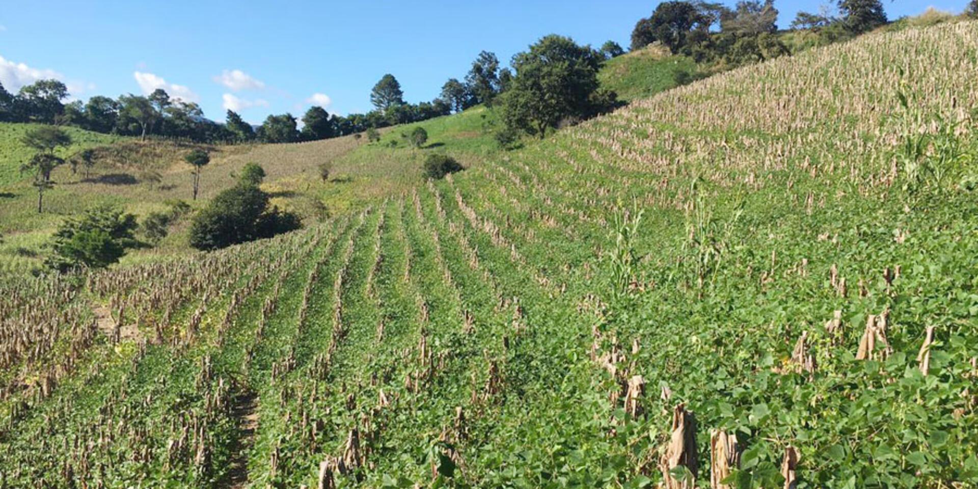 El sector agr&iacute;cola de Guatemala est&aacute; ahora mejor preparado para los riesgos clim&aacute;ticos