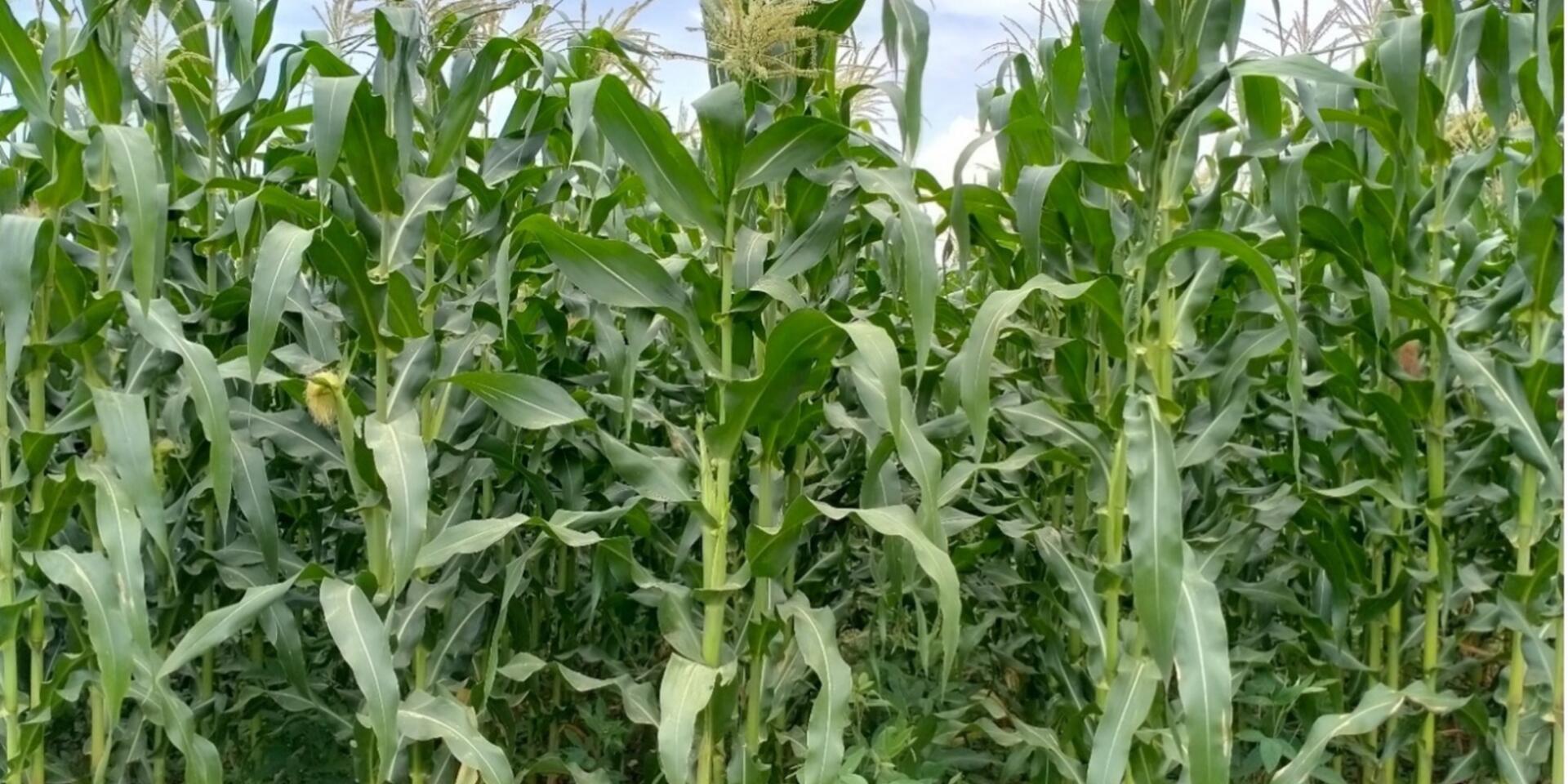 Maize