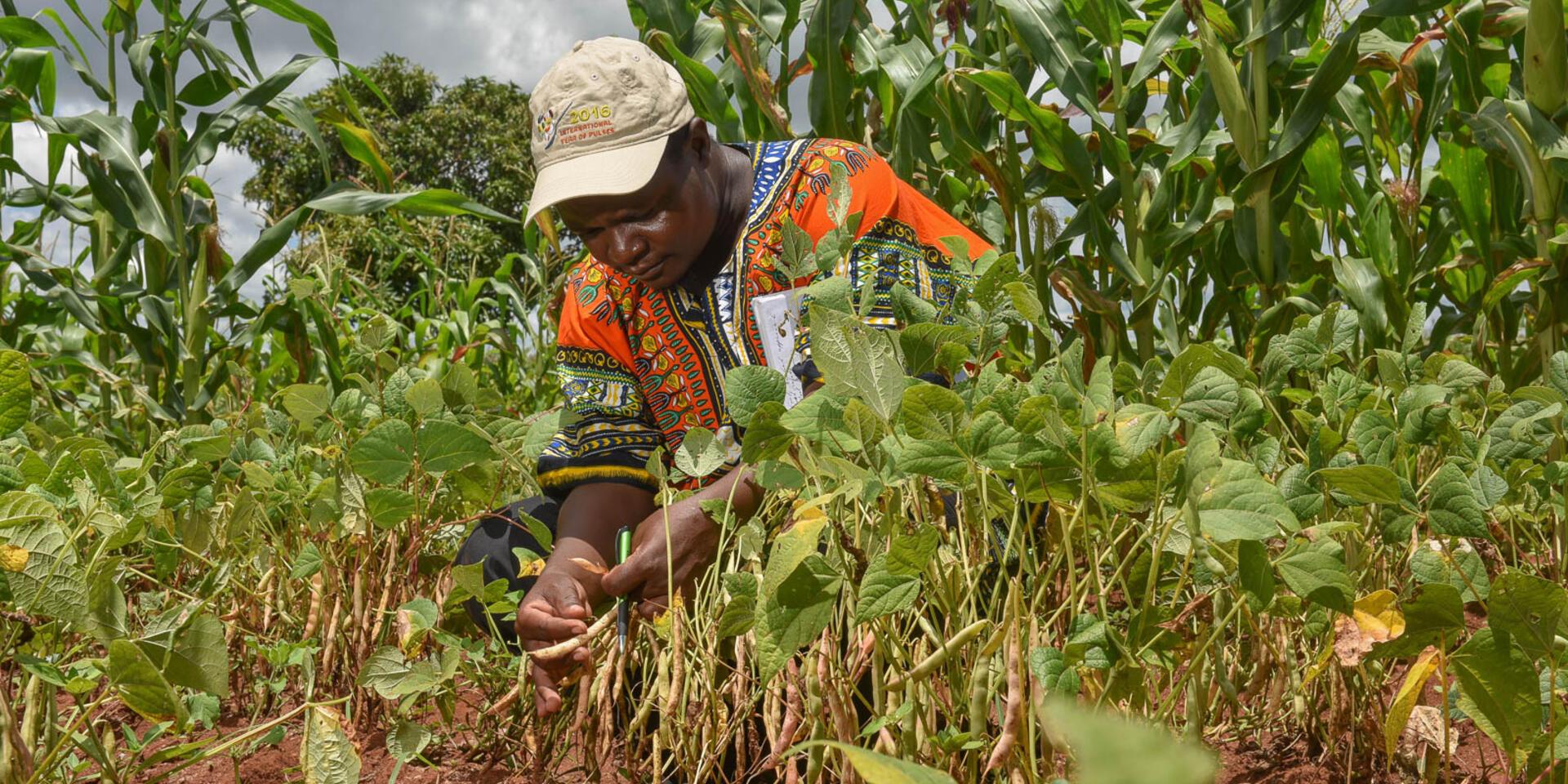 Malawi - Alliance of Bioversity International and CIAT