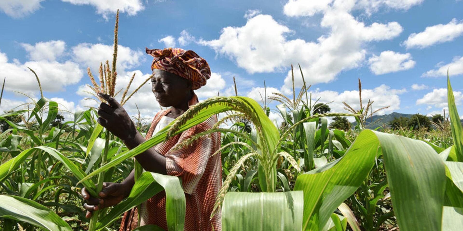 Could "magic beans" help ease Malawi's maize woes?