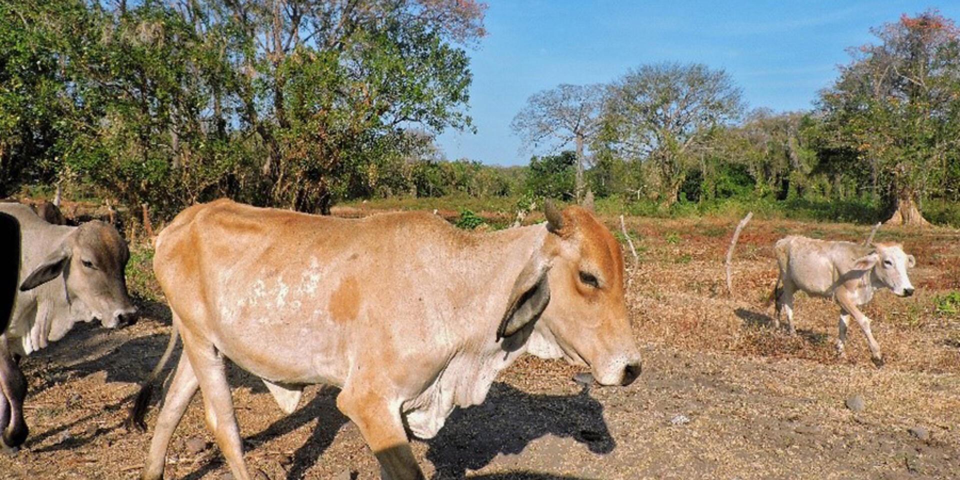 Manantial de leche fluye al norte de Nicaragua