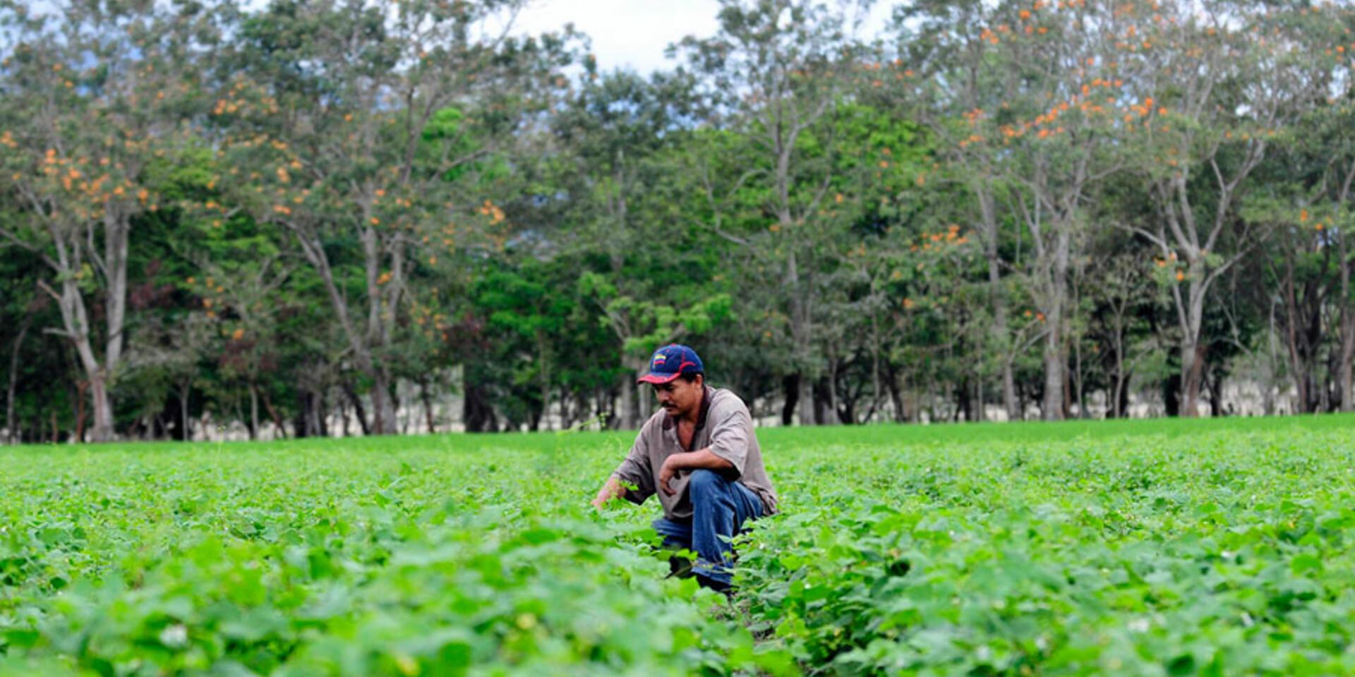 El CIAT asume importante rol en la Mesa de Cooperantes del sector agropecuario de Nicaragua