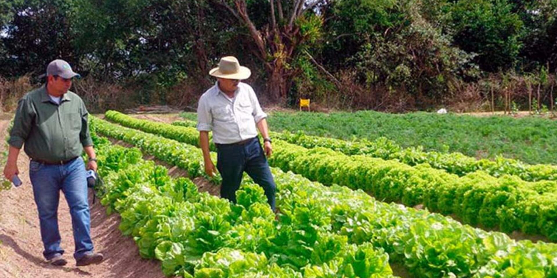 Mesas T&eacute;cnicas Agroclim&aacute;ticas, apuesta clave para los productores de Honduras