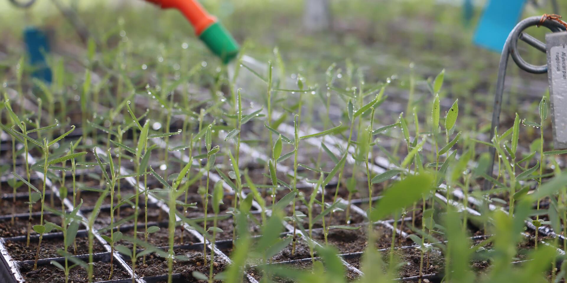 Methane is a big deal for climate change, but forages can help us reduce emissions - Alliance Bioversity International - CIAT