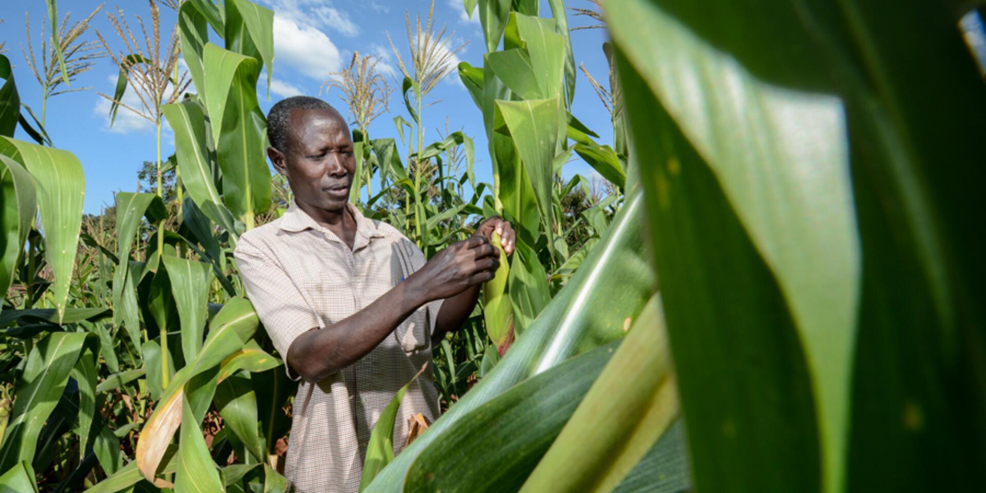 New study shows micro-nutrients can boost African crop yields by 25 percent