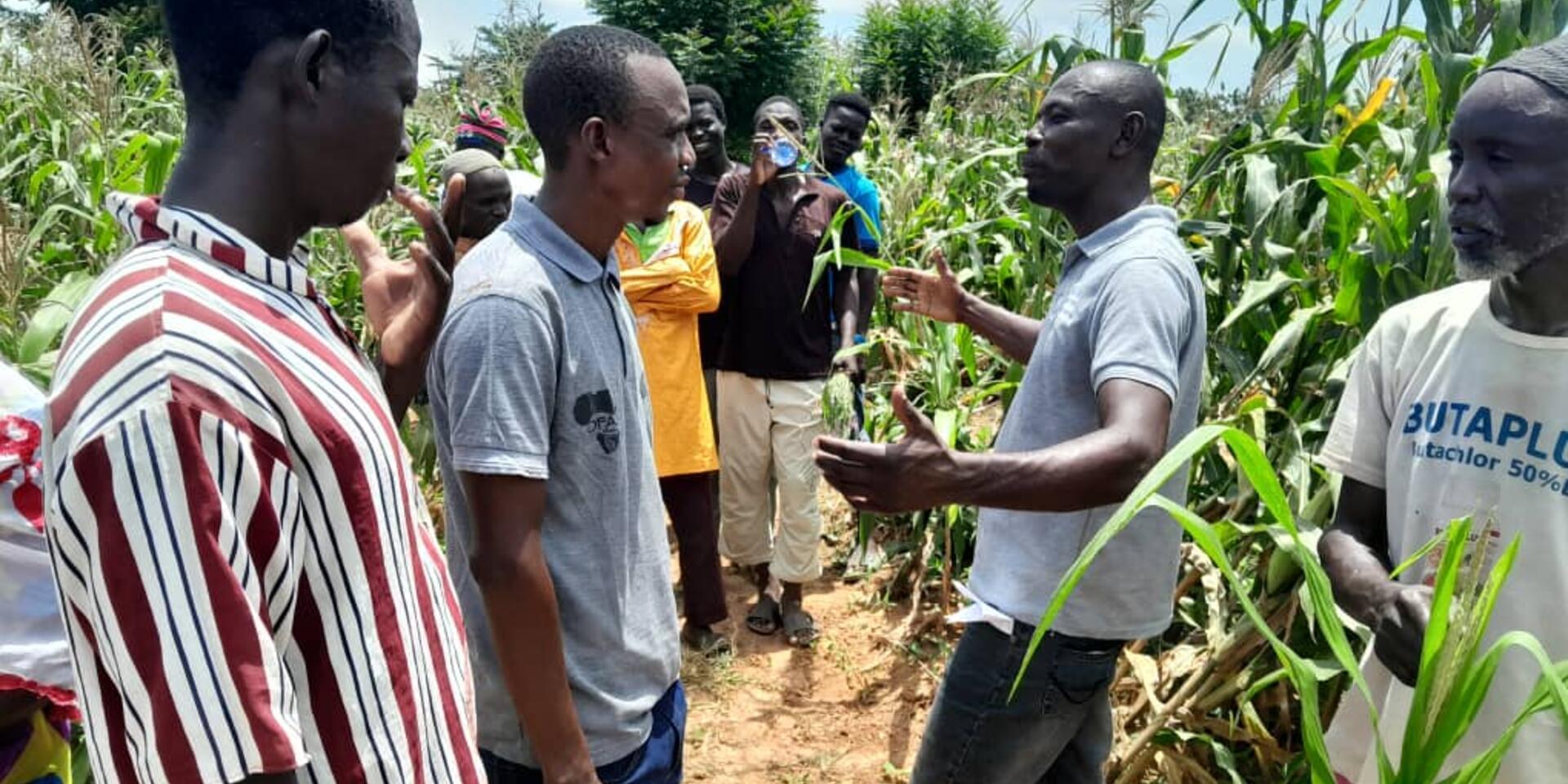 Mr. Frimpong from CSIR explaining to a section of farmers the different types of treatment on the field - Alliance Bioversity International - CIAT