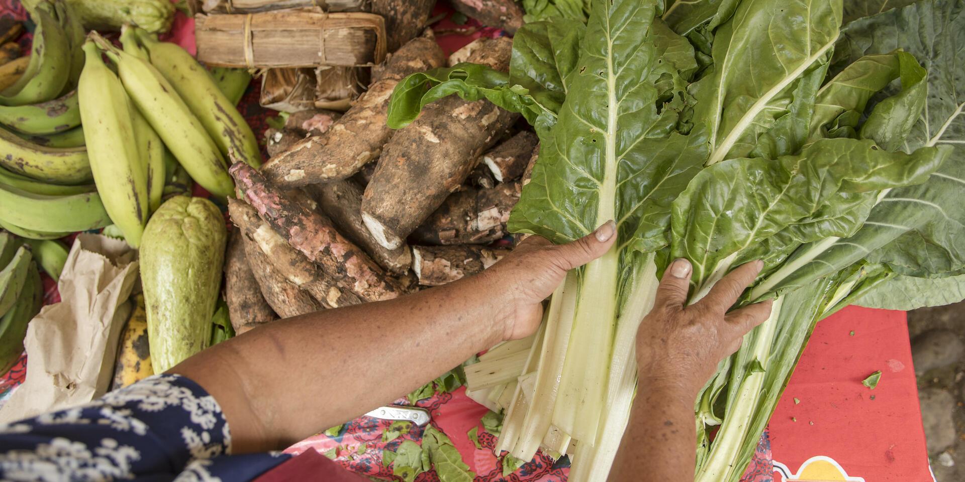 Net-Zero Development - Climate Action - Alliance of Bioversity International - CIAT