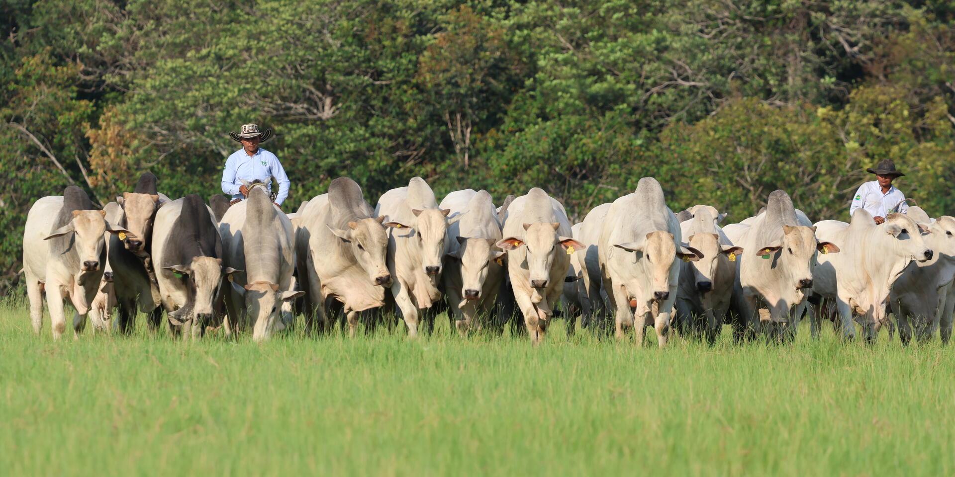 Colombian breakthrough in sustainable livestock farming: pioneering study estimates carbon emissions from bovine genetics - Alliance Bioversity International and CIAT