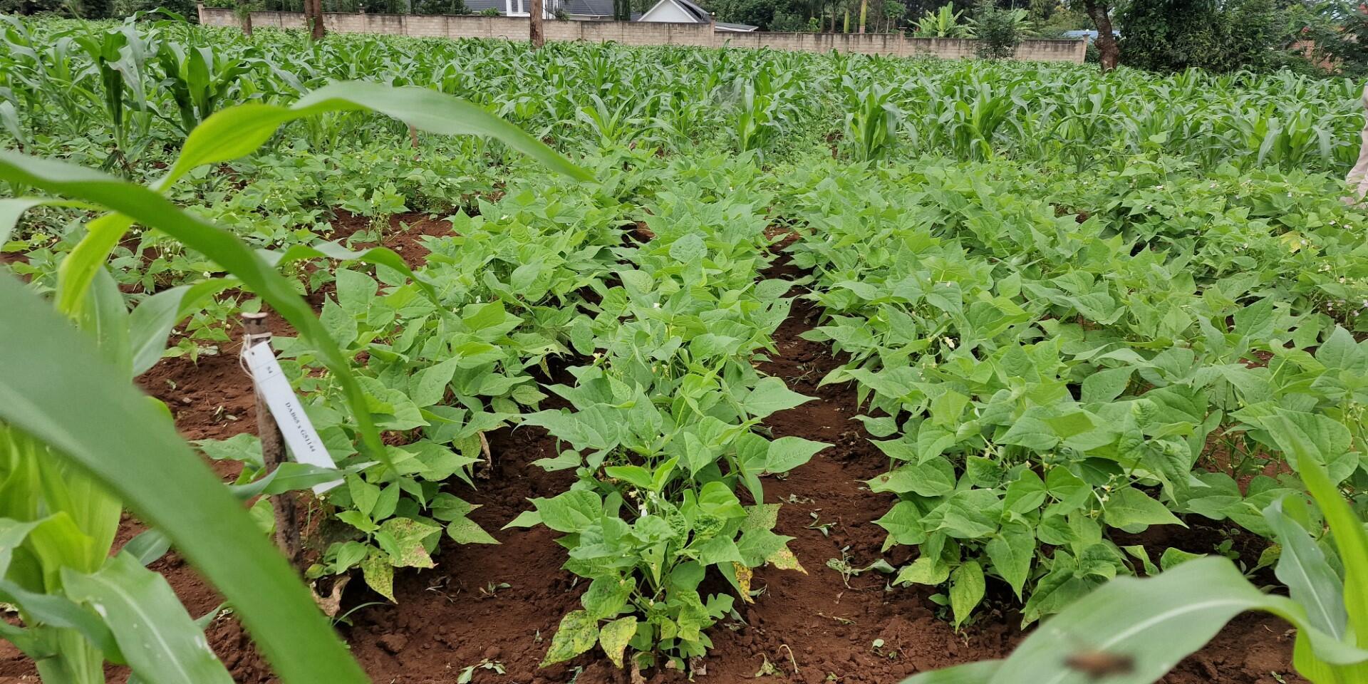On Farm GS-Beans - Alliance Bioversity International - CIAT