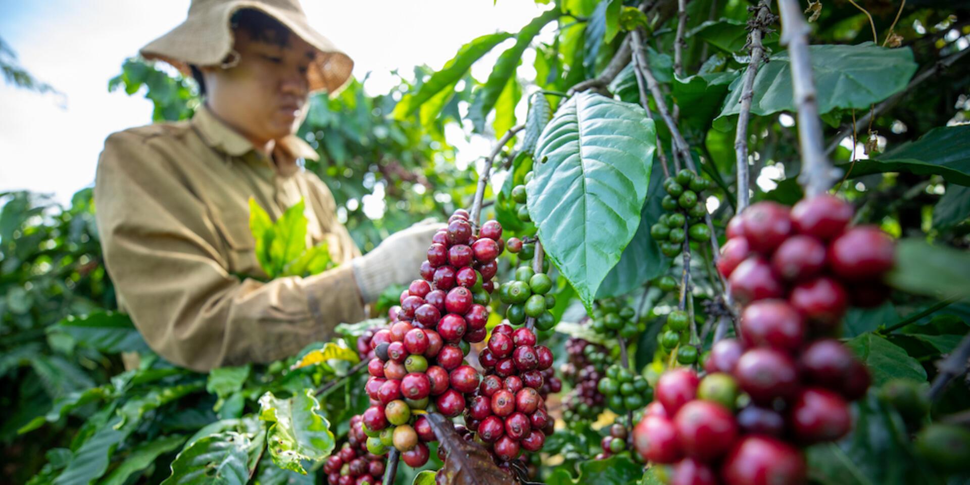 In the Central Highlands, the Alliance is working with partners to safeguard coffee against multiple risks related to climate, environment and economics. Credit: Trong Chinh/Alliance of Bioversity International and CIAT