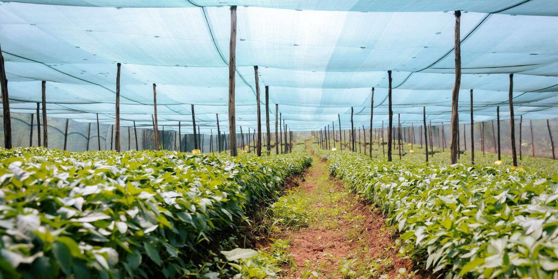 Partnerships for scaling climate-smart investment Rwanda Green Fund & ImpactSF