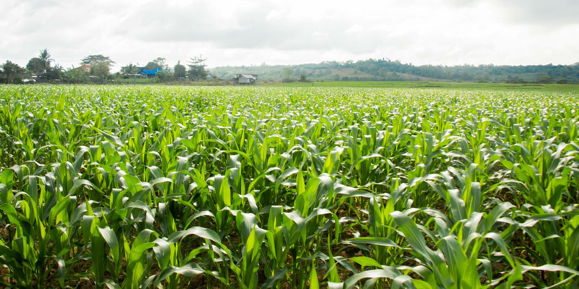 Philippines - Alliance Bioversity International - CIAT