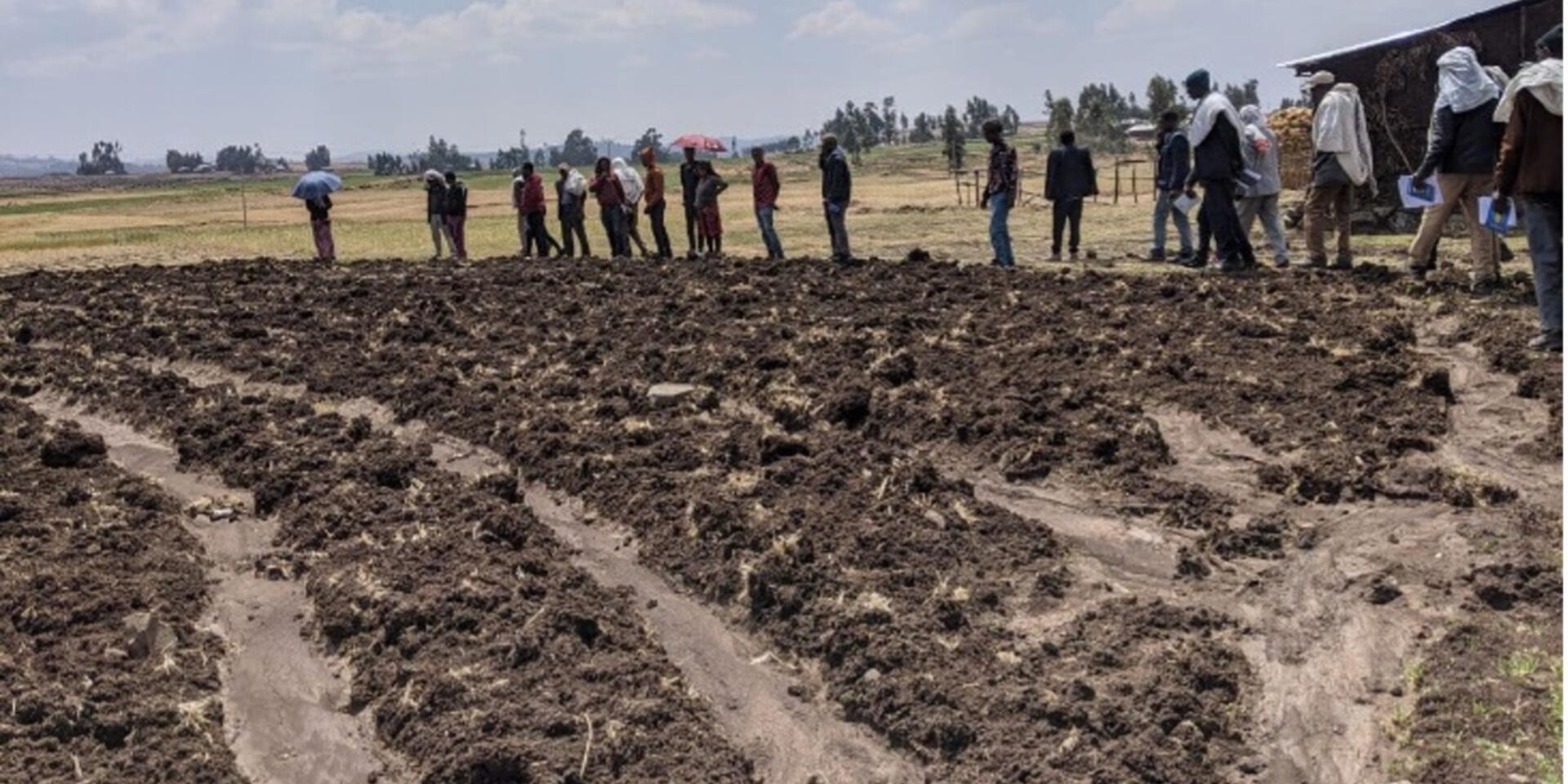 Flood irrigation on a potato field during a farmer-to-farmer field visit in Addisgae Kebele