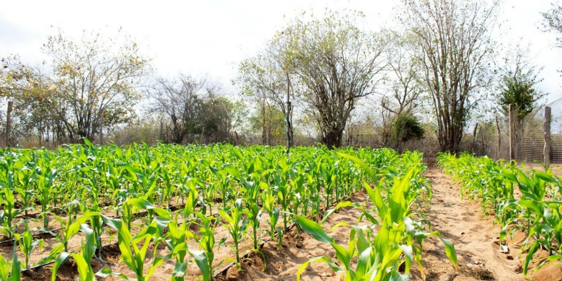Making sandy soils agriculturally productive, land-case Makueni County, Kenya 