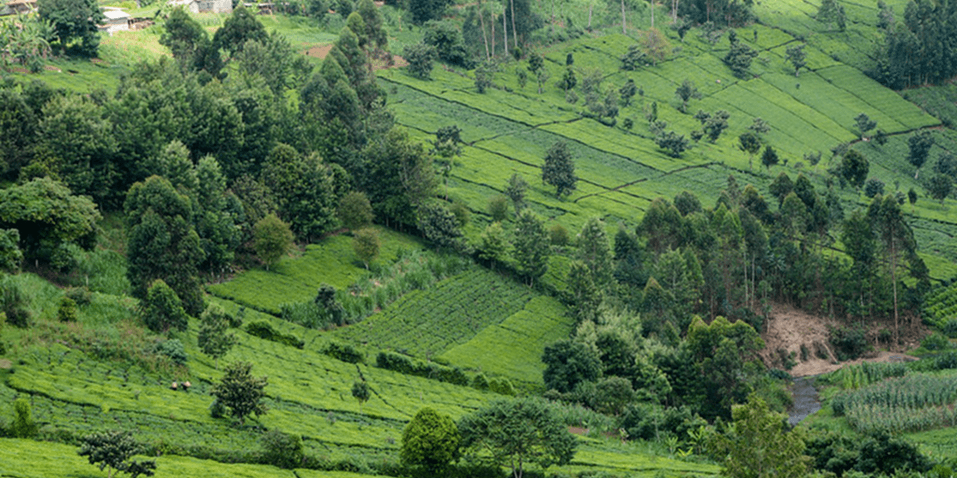 Agriculture in Kenya