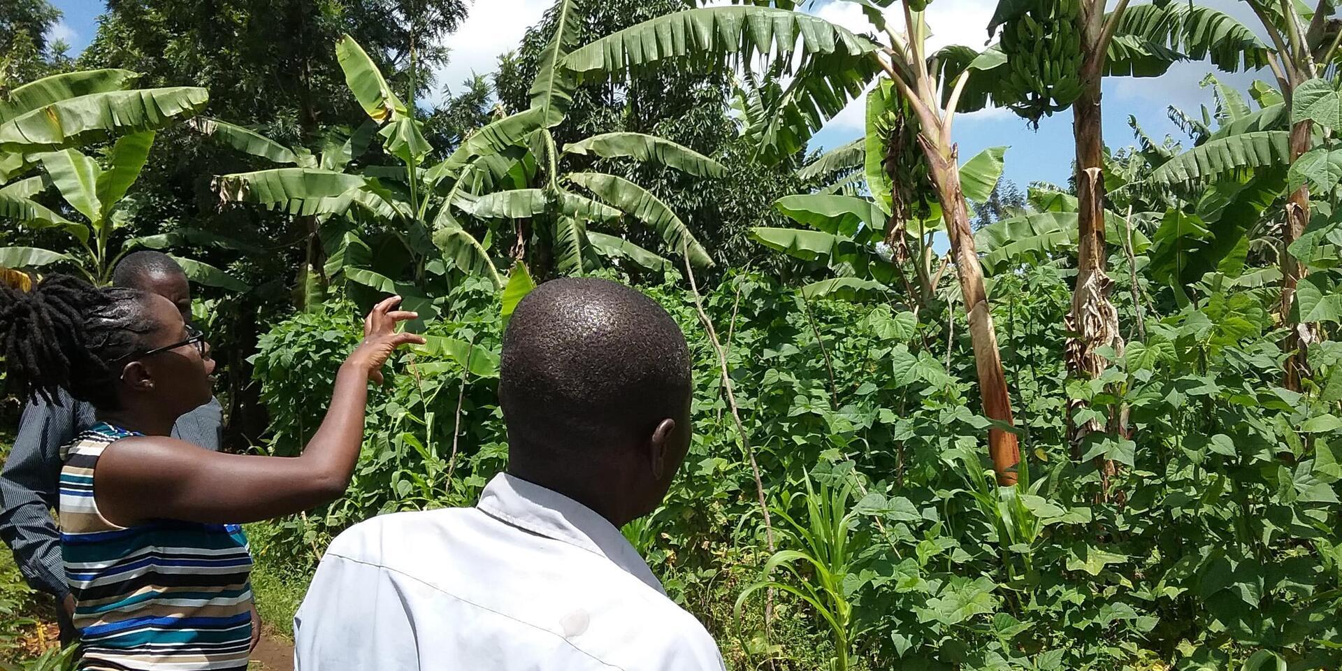 Planting Hope, Harvesting Health Combating Vitamin A Deficiency in East Africa with Nutrient-Rich Bananas - Alliance Bioversity International - CIAT