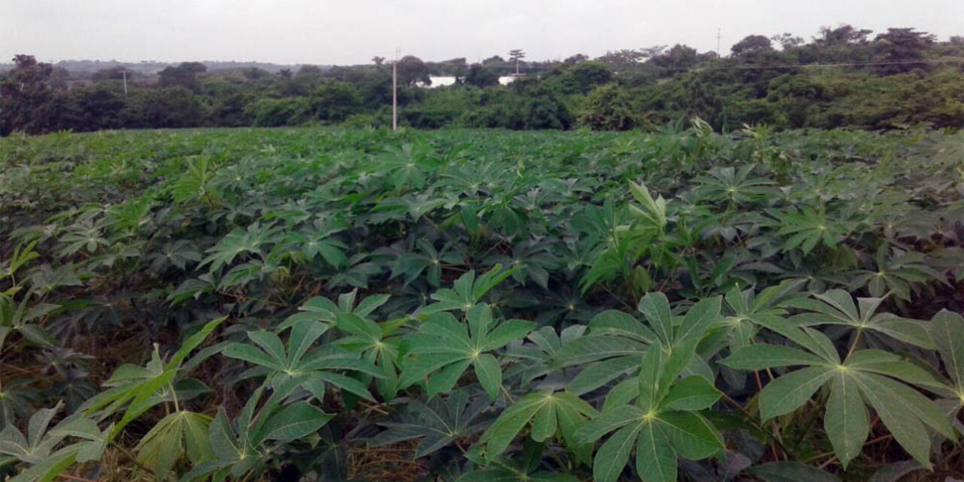 Nuevas variedades &eacute;lites de yuca surcar&aacute;n los campos del Caribe colombiano
