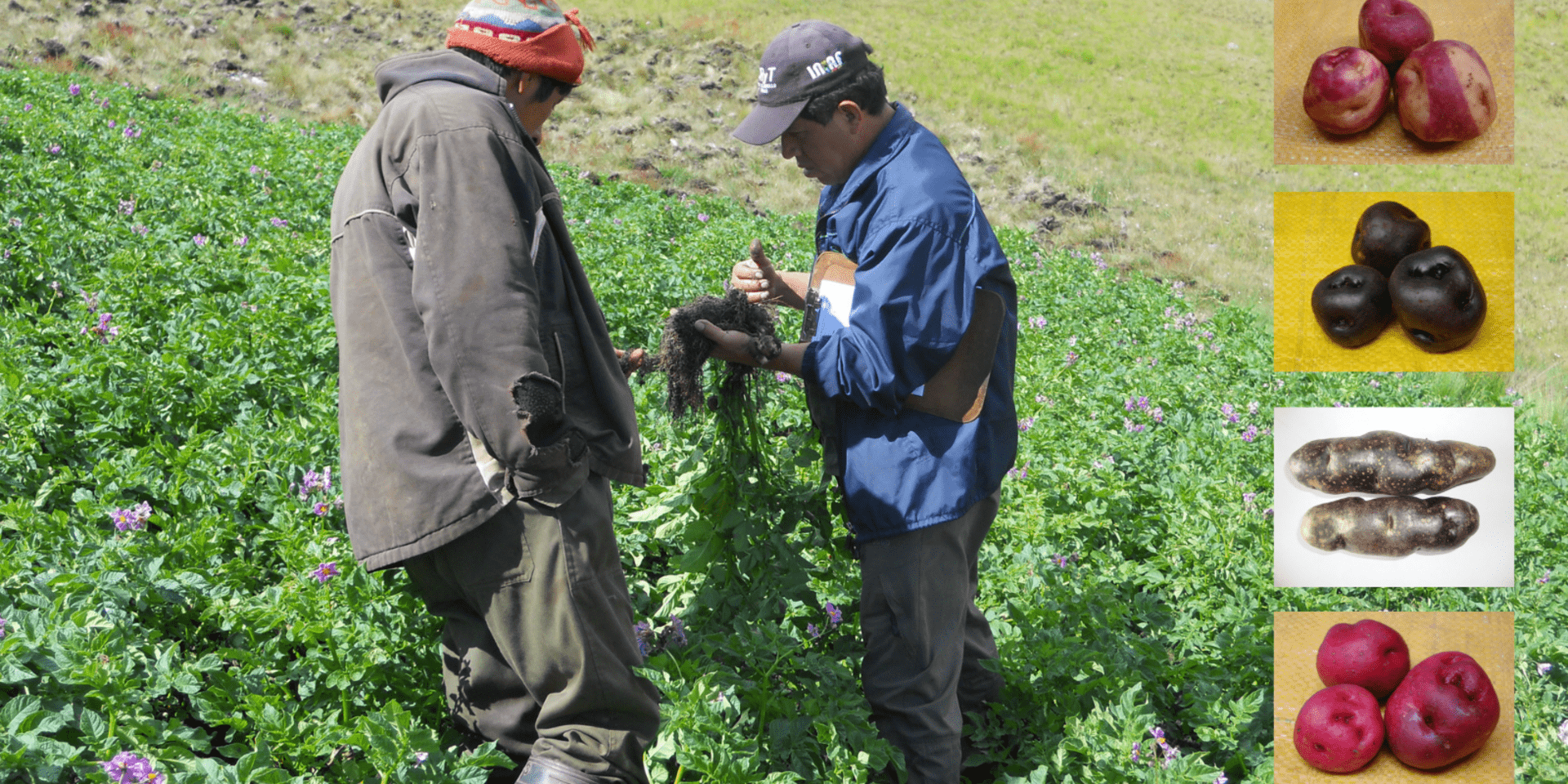 Stories from the field:  A Native Potato Champion in Bolivia