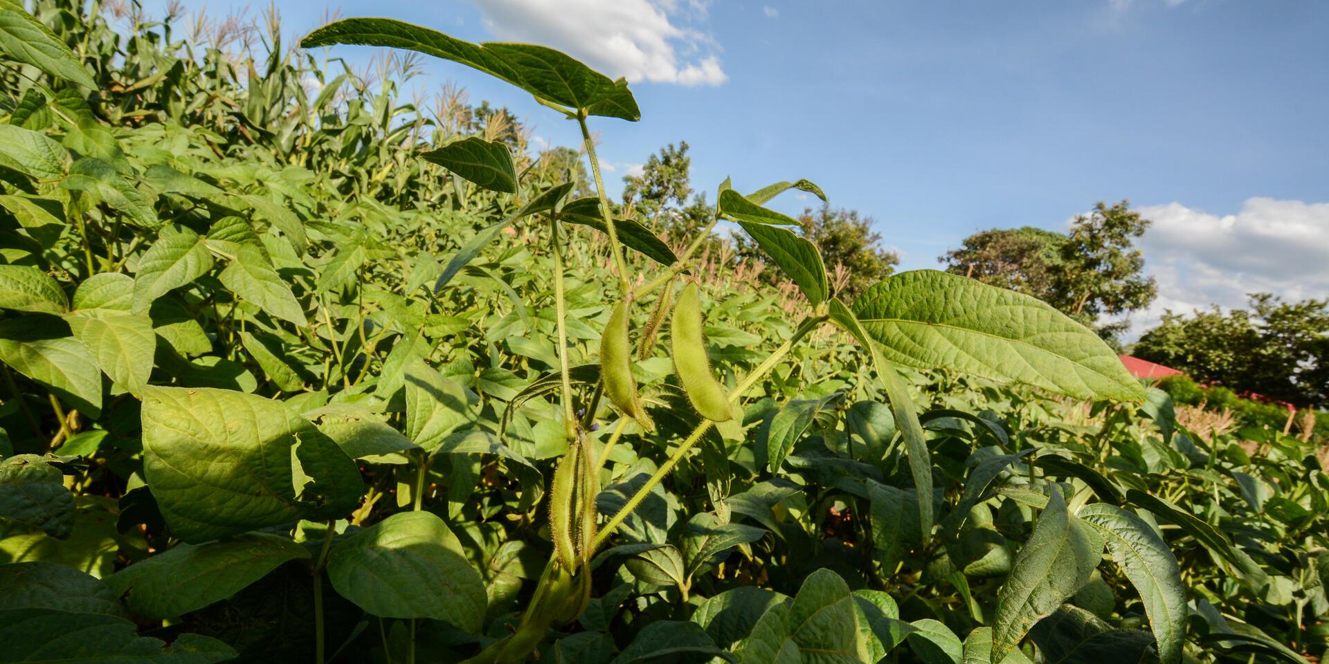 Projects and Flagship Initiatives in Benin - Alliance Bioversity International - CIAT