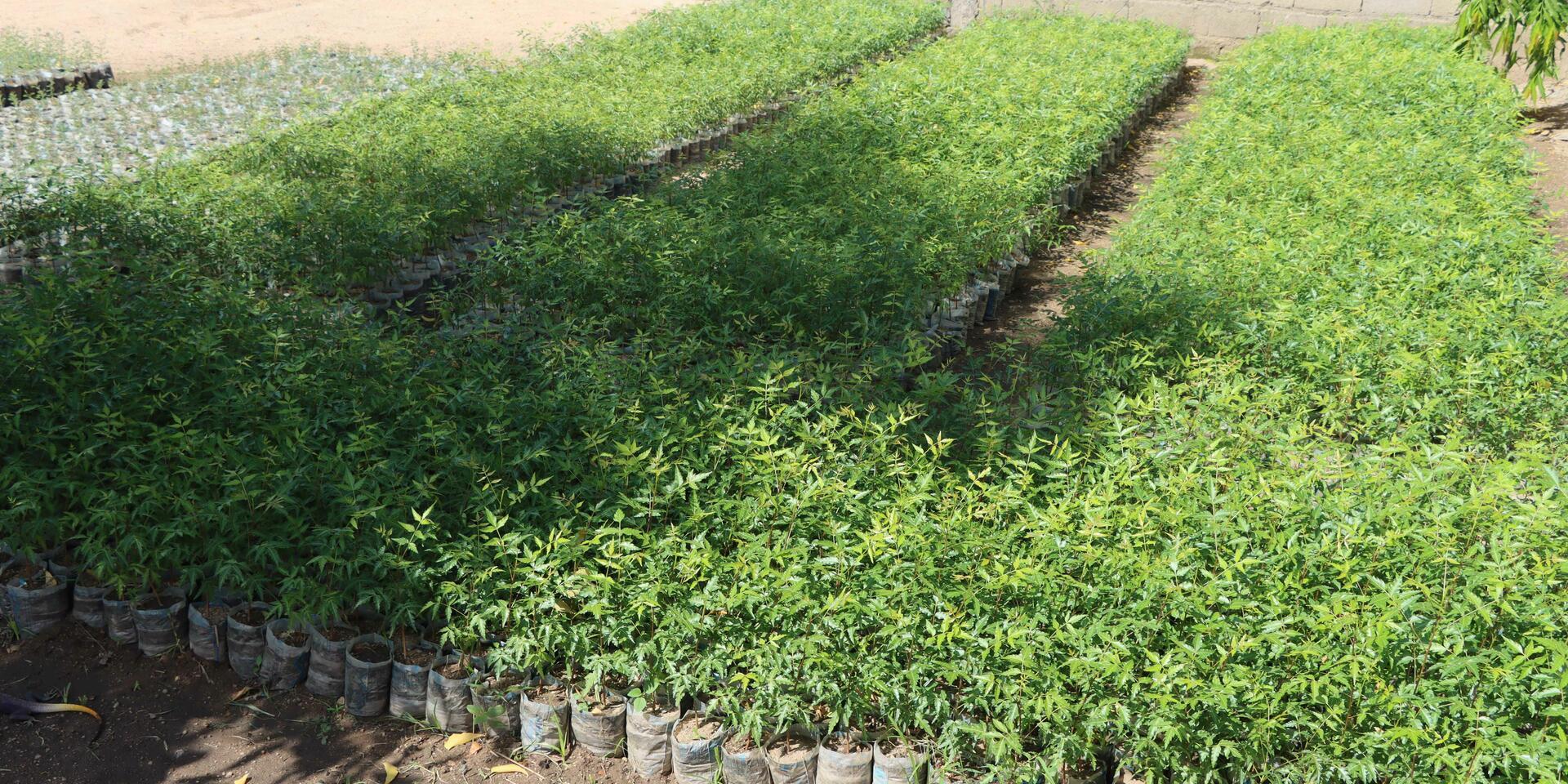 Projects and Flagship Initiatives in Cameroon - Alliance Bioversity International and CIAT