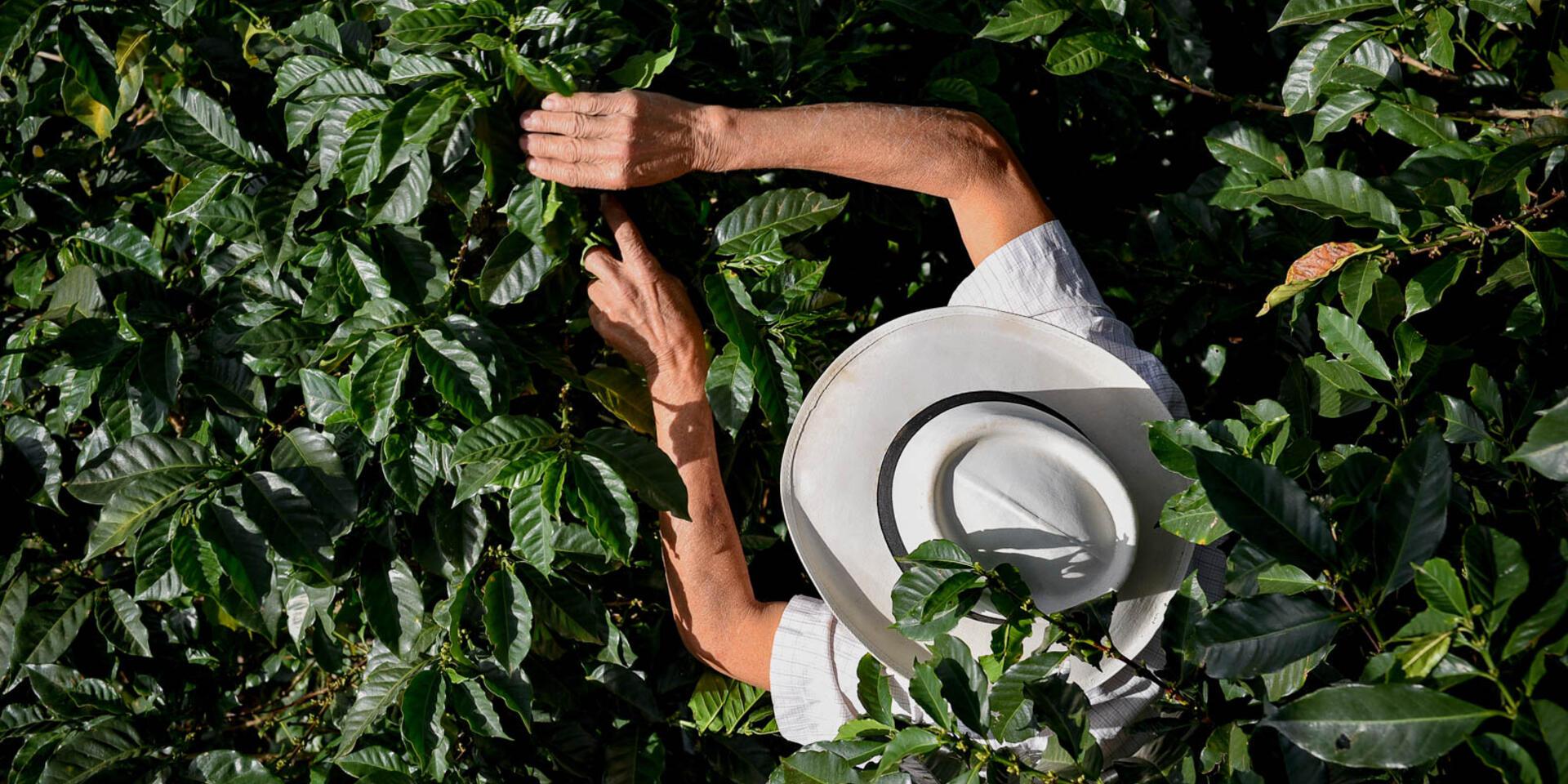 Projects and Flagship Initiatives in Colombia - Alliance Bioversity International - CIAT