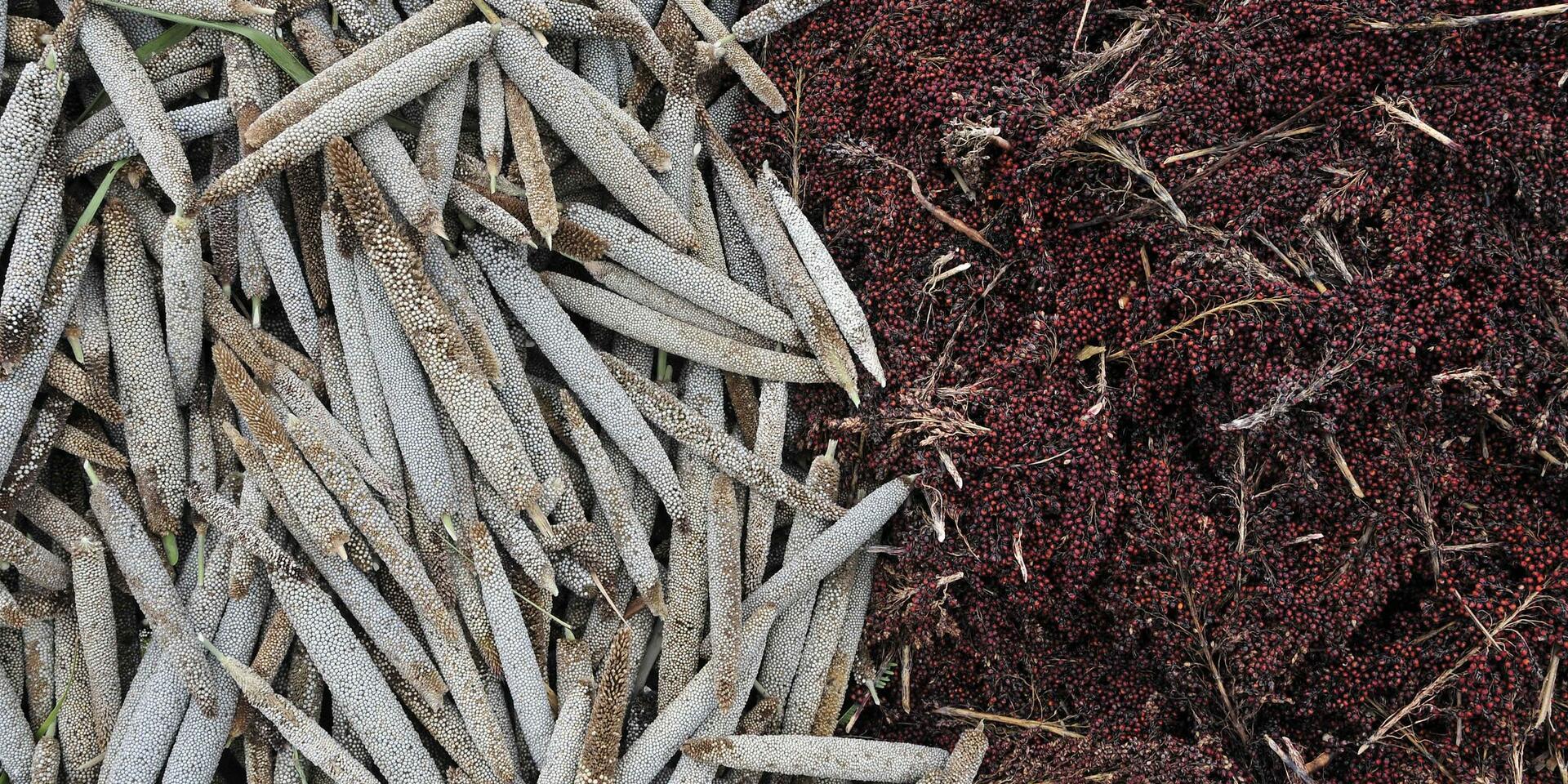 Projects and Flagship Initiatives in Ghana - Alliance Bioversity International - CIAT