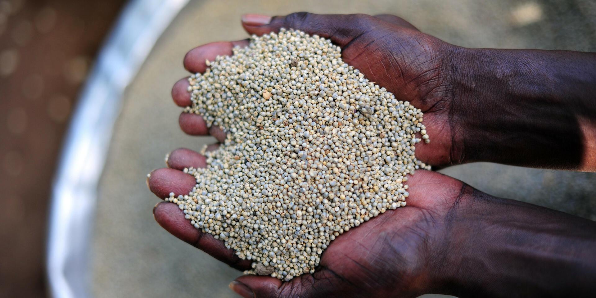 Projects and Flagship Initiatives in Ghana - Alliance of Bioversity International and CIAT