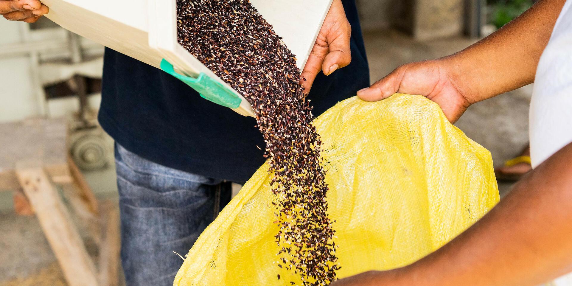 Projects and flagship initiatives in Philippines - Alliance Bioversity International - CIAT